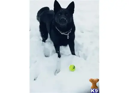 German Shepherd