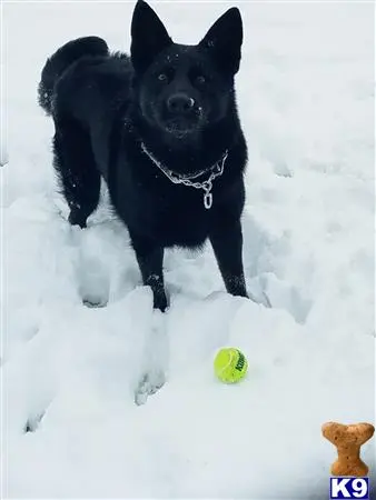 German Shepherd female dog: Black dog playing in snow with a tennis ball