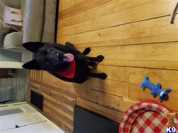 German Shepherd female dog: Black German Shepherd wearing a red bandana, sitting indoors
