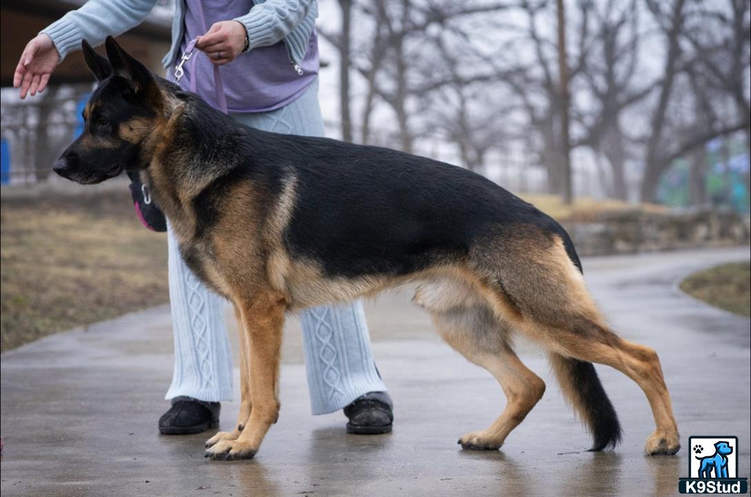 German Shepherd stud dog