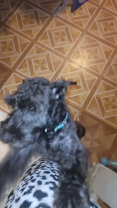 Miniature Schnauzer stud dog: Error: Operation returned an invalid status code BadRequest<br/>Stack Trace:    at Microsoft.Azure.CognitiveServices.Vision.ComputerVision.ComputerVisionClient.<DescribeImageInStreamWithHttpMessagesAsync>d__41.MoveNext()
--- End of stack t