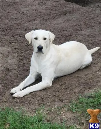 Labrador Retriever stud dog: a white labrador retriever dog lying on the ground