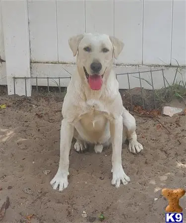 Labrador Retriever stud dog: a labrador retriever dog with a ball in its mouth