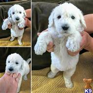 schnoodle puppy posted by schnoodlelovers