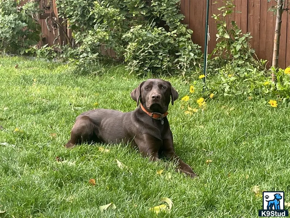 Labrador Retriever stud dog: a labrador retriever dog lying in the grass