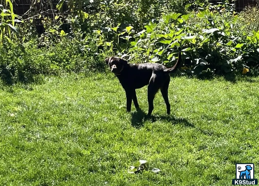 Labrador Retriever stud dog: a labrador retriever dog standing in a grassy area