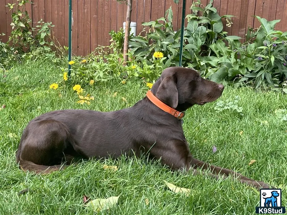 Labrador Retriever stud dog: a labrador retriever dog lying in the grass
