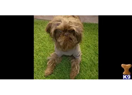 Shih Tzu