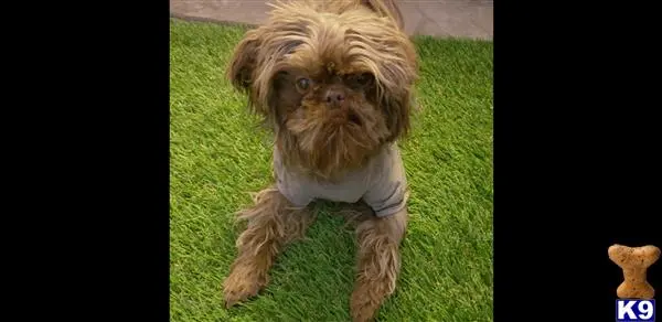 Shih Tzu