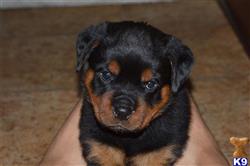 rottweiler breeders md rottweiler puppies for adoption in md photo rottweiler breeders md rottweiler puppies for adoption in md photo