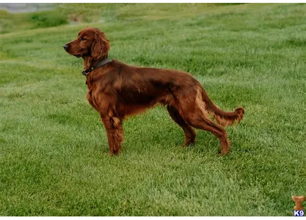 Irish Setter