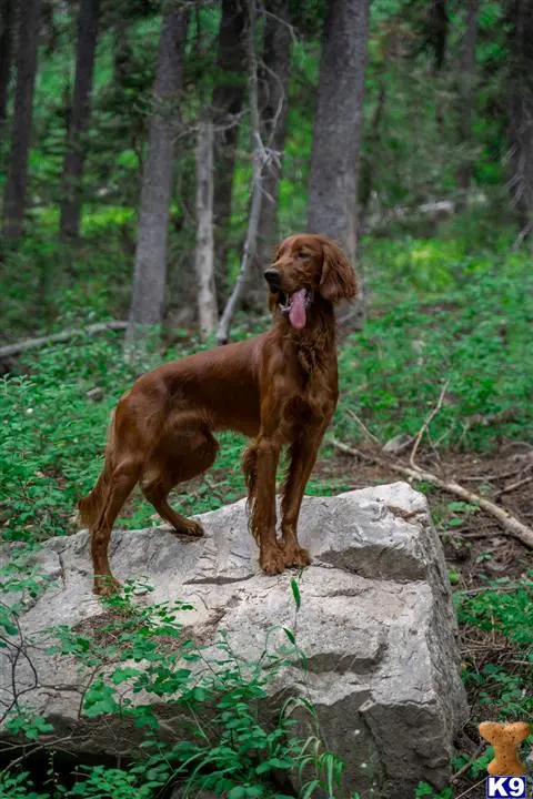 Irish Setter stud dog