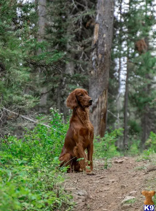 Irish Setter stud dog