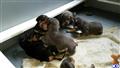 doberman pinscher puppy posted by scoats1964
