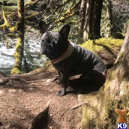 French Bulldog stud dog