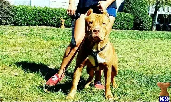 American Pit Bull stud dog