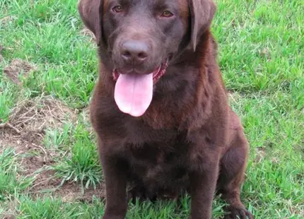 a labrador retriever dog sitting on grass