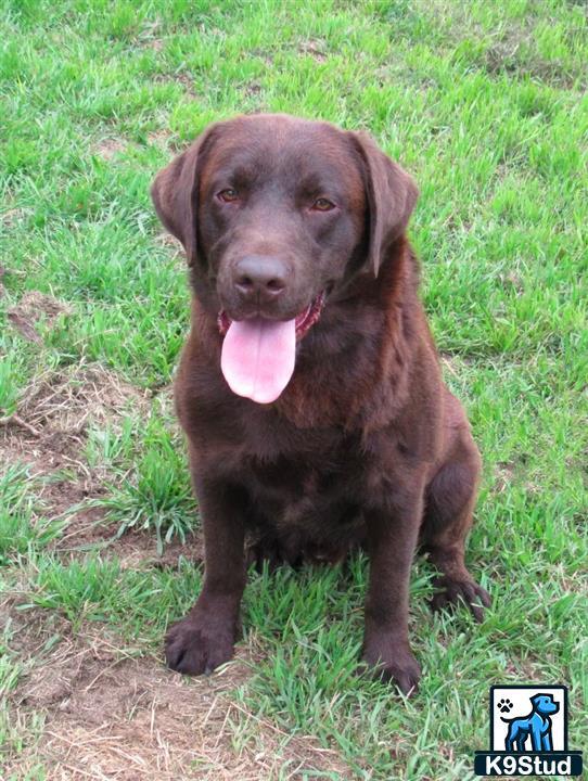 a labrador retriever dog sitting on grass