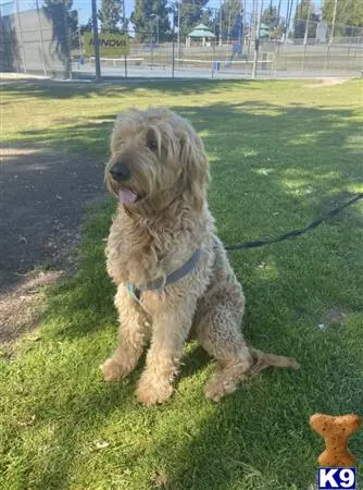 Goldendoodles stud dog