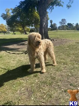 Goldendoodles stud dog