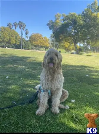 Goldendoodles stud dog