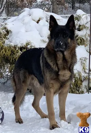 German Shepherd stud dog