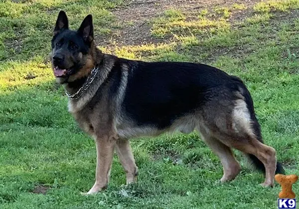 German Shepherd stud dog