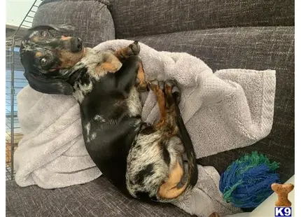 Dachshund