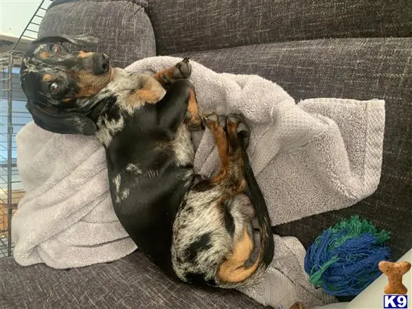 Dachshund