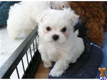 Molly and Danny available Maltese puppy located in IRVINE