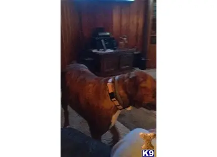 Boxer