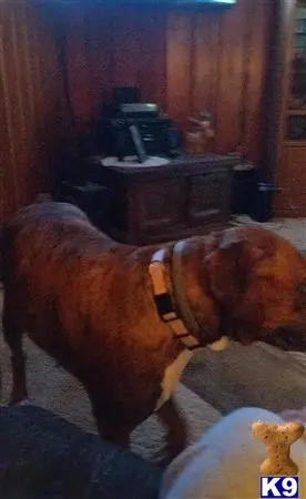 Boxer female dog: Brindle Boxer walking in a cozy living room setting