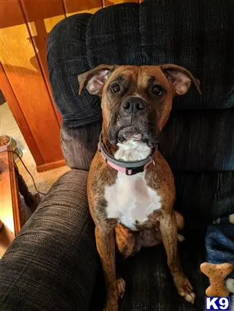 Boxer female dog: Brindle Boxer sitting on a couch, looking directly at the camera