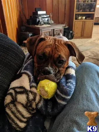 Boxer female dog: Brindle Boxer puppy cuddled in a blanket with a toy ball