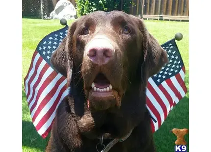 Labrador Retriever stud dog: a labrador retriever dog with a flag