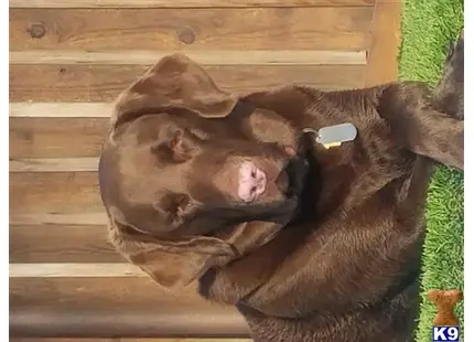 a labrador retriever dog lying on its back
