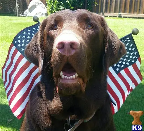 Labrador Retriever stud dog: a labrador retriever dog with a flag