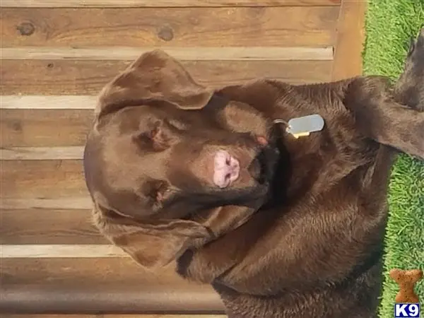 Labrador Retriever stud dog: a labrador retriever dog lying on its back