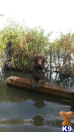 Labrador Retriever stud dog: a labrador retriever dog sitting on a log in a body of water