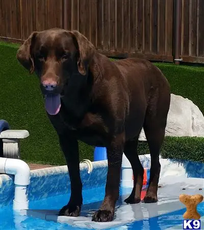 Labrador Retriever stud dog: a labrador retriever dog standing on a blue mat
