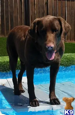 Labrador Retriever stud dog: a labrador retriever dog standing on a deck
