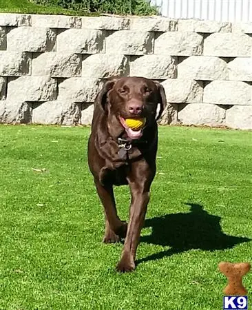 Labrador Retriever stud dog: a labrador retriever dog with a toy in its mouth
