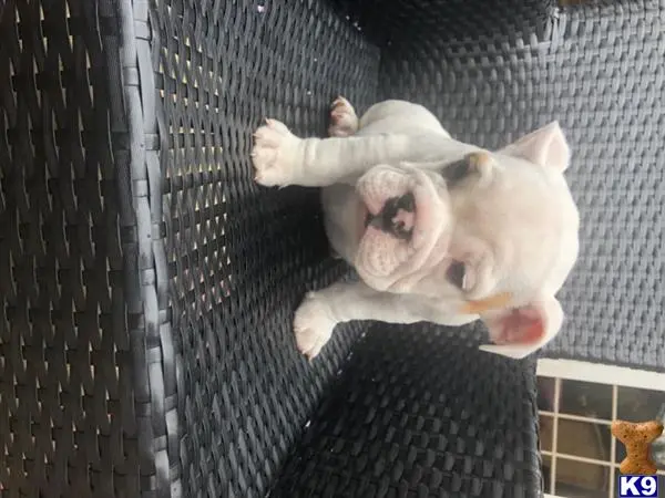 Bulldog puppy for sale