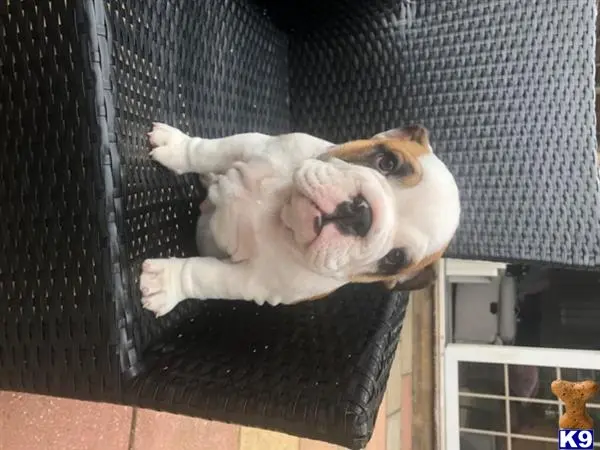 Bulldog puppy for sale