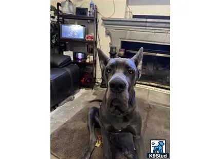 a great dane dog sitting on a couch