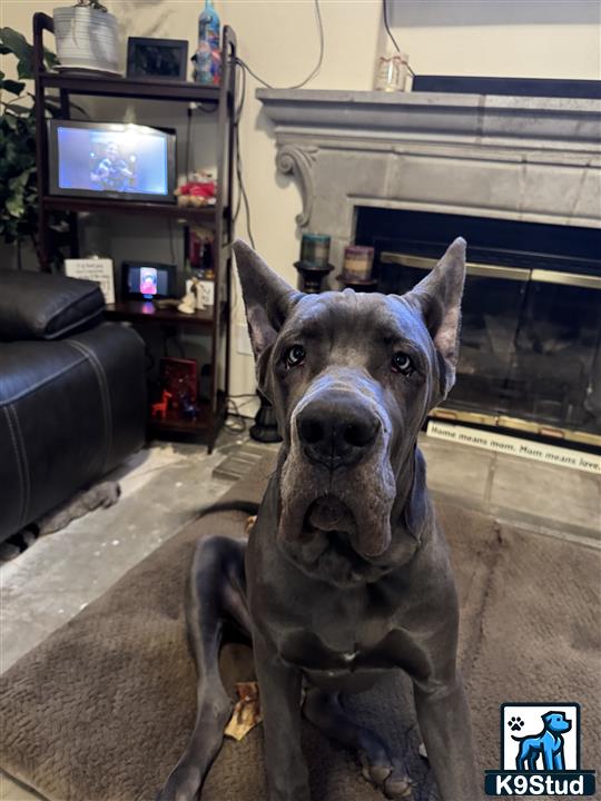 a great dane dog sitting on a couch