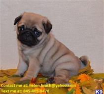 pug puppy posted by scottclaudine