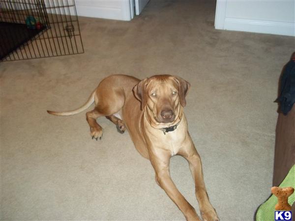 Rhodesian Ridgeback stud dog