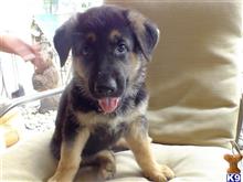 german shepherd puppy posted by scottreed1
