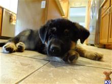 german shepherd puppy posted by scottreed1